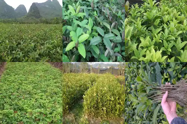 桂花乌龙茶鼓浪屿1681353154728