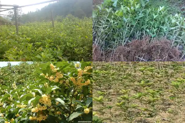 桂花乌龙茶鼓浪屿1681353154776