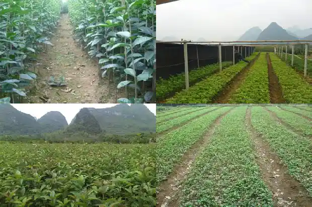 新鲜桂花泡茶有什么功效1681353205818