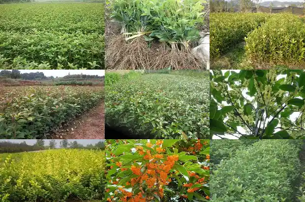 新鲜桂花泡茶有什么功效1681353205866