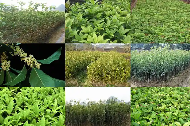 桂花泡茶有什么功效和作用1681353259237