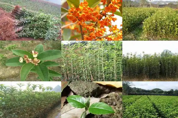 桂花泡茶喝有什么用处1681353299582