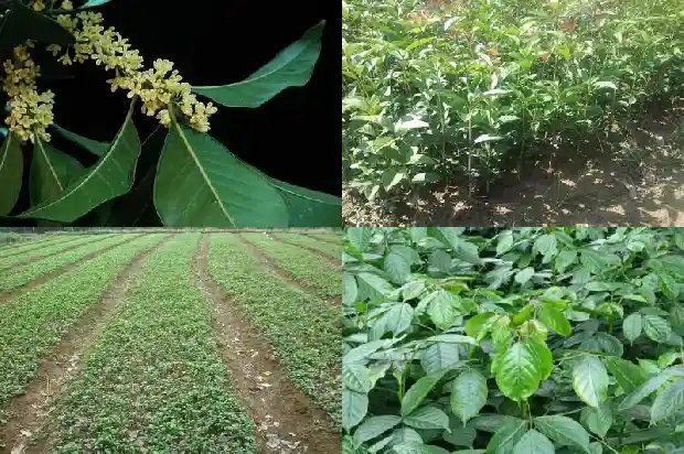 桂花泡茶喝有什么用处1681353299629