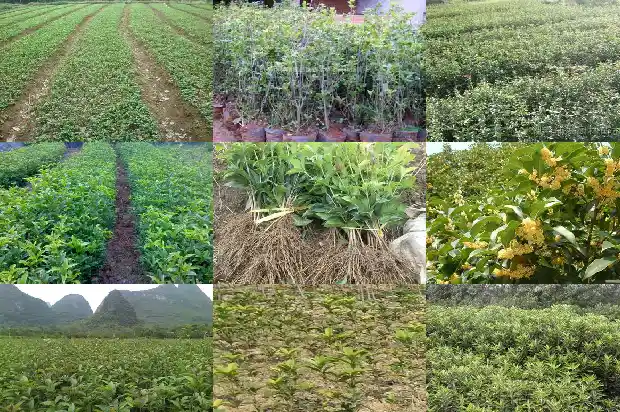 葡萄桂花乌龙茶的功效与作用是什么1681353347101