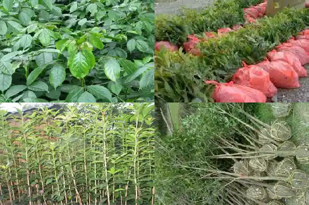 喝乌龙桂花茶功能是什么1681353390905