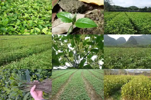 喝乌龙桂花茶功能是什么1681353391049