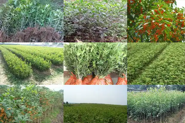 桂花乌龙茶是凉性还是温性茶1681353430548