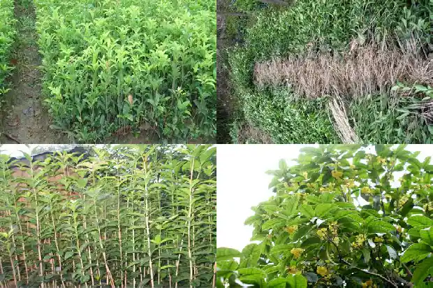 桂花乌龙茶是凉性还是温性茶1681353430596