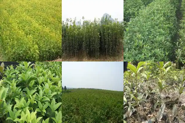 桂花乌龙茶是凉性还是温性茶1681353430644