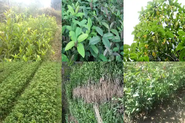 例假能喝桂花乌龙茶1681353503353