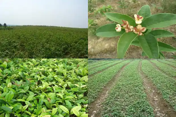 例假能喝桂花乌龙茶1681353503400