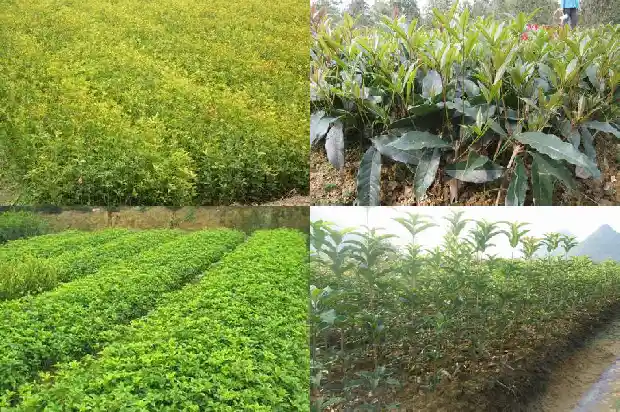 例假能喝桂花乌龙茶1681353503447