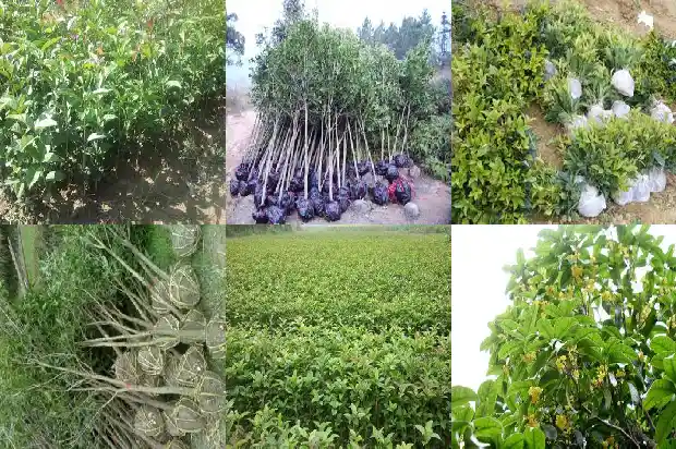 例假能喝桂花乌龙茶1681353503495