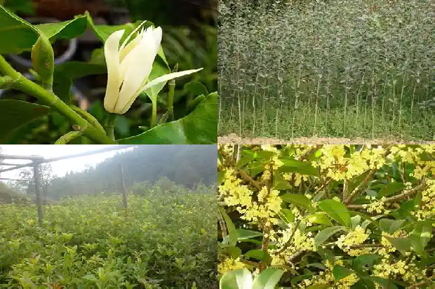桂花乌龙茶可以减肥么1681353543676
