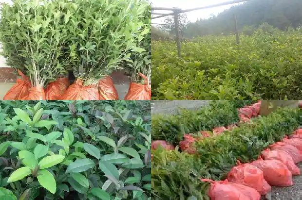 桂花乌龙茶可以减肥么1681353543723