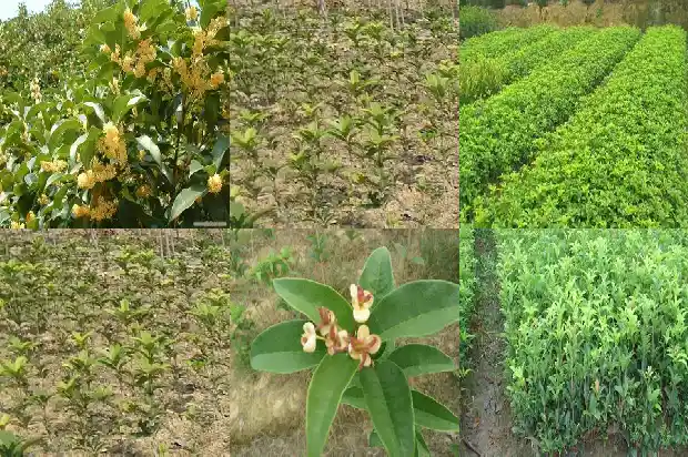 桂花乌龙茶属于什么茶类1681353586897