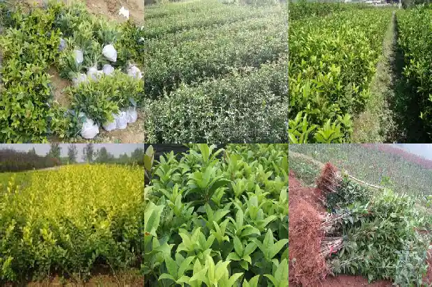 桂花树在西安能不能生长1690418671538