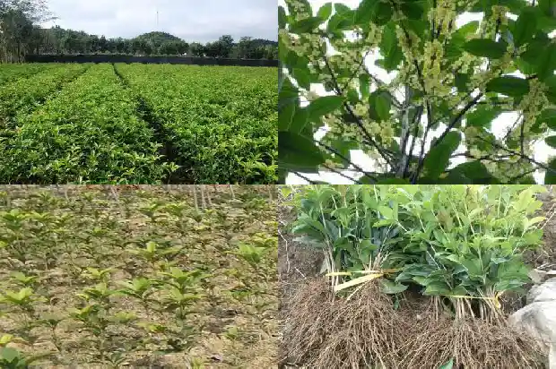 桂花乌龙茶属于什么茶类1681353587041