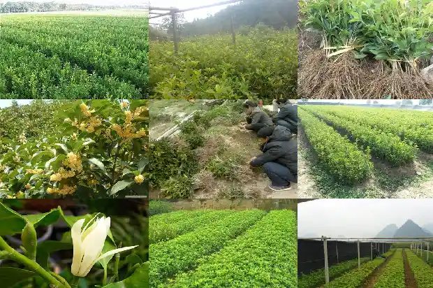 庭院栽种桂花要注意什么事项1688432621975
