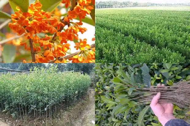桂花乌龙茶孕妇可以喝吗1681353627935