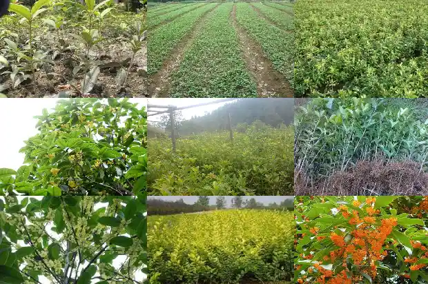 东方树叶桂花乌龙茶1681353701770