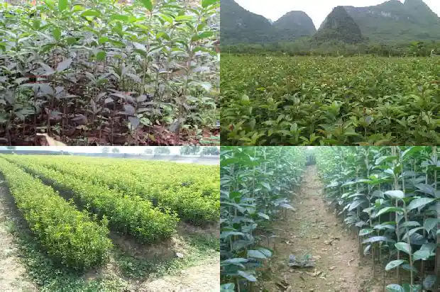东方树叶桂花乌龙茶1681353701818