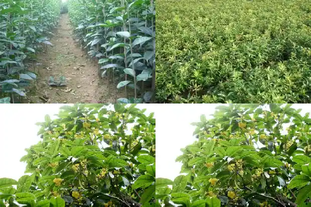 东方树叶桂花乌龙茶1681353701914