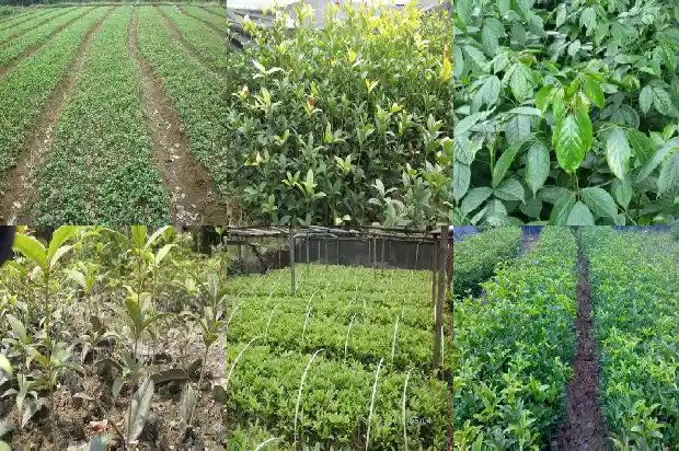桂花乌龙茶冲泡温度1681353748516