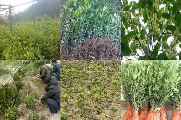 桂花乌龙茶冲泡温度1681353748564