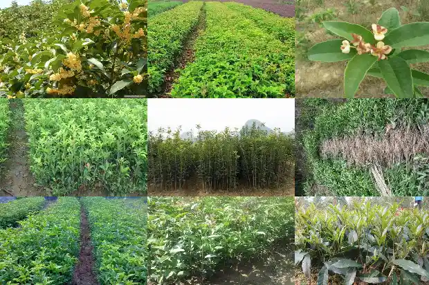 桂花乌龙茶冲泡温度1681353748611