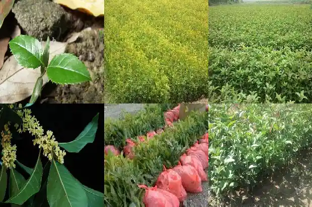 桂花乌龙茶冲泡温度1681353748658