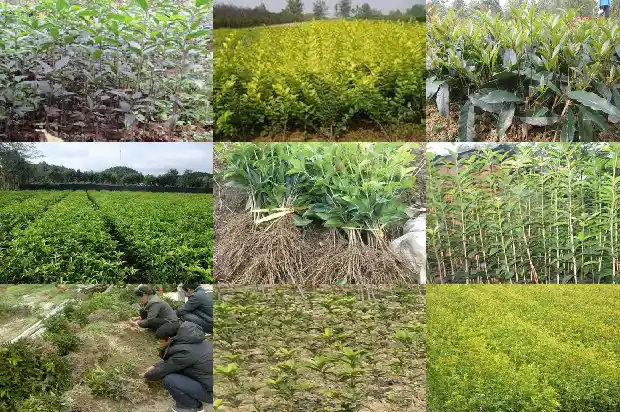 桂花茶的冲泡方法 生活小窍门1681353785932
