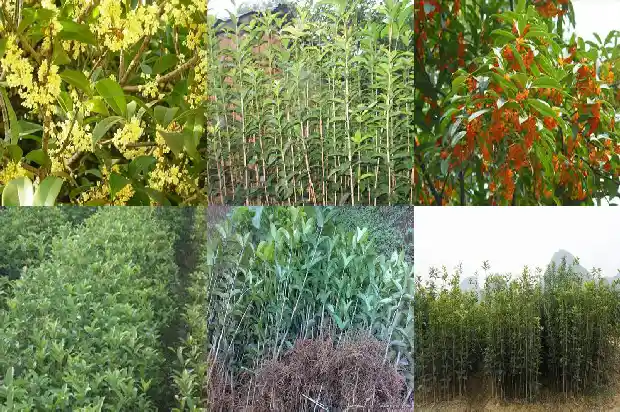 桂花茶的冲泡方法 生活小窍门1681353785980