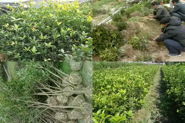 桂花乌龙茶怎么泡好喝1681353819328