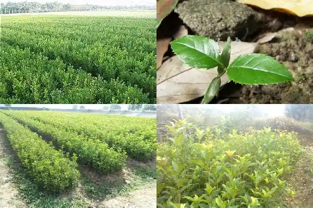 桂花乌龙茶怎么泡好喝1681353819376