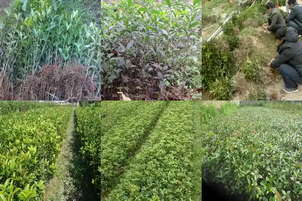 桂花乌龙茶怎么泡好喝1681353819423