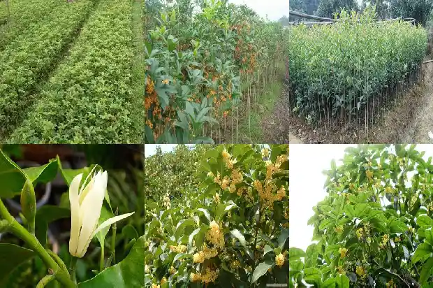 桂花树价格20公分多少钱一株1689837838955