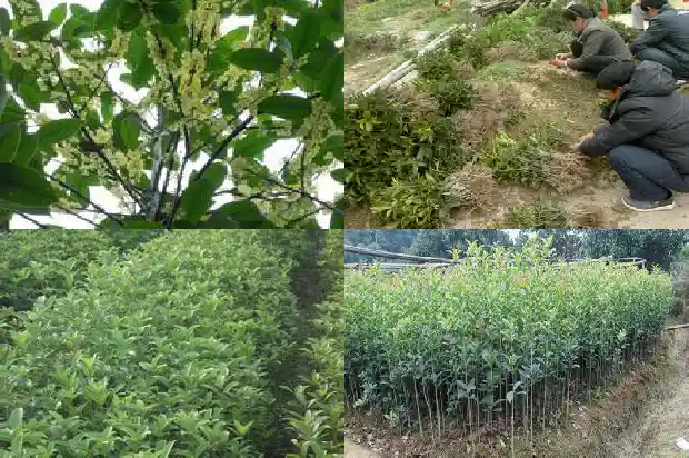 桂花乌龙茶上火还是降火的1681353850876