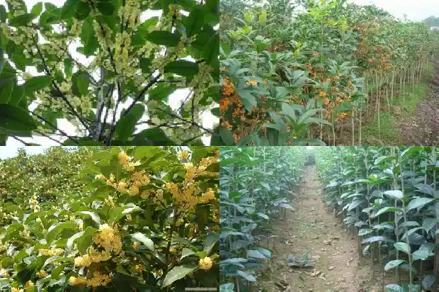 桂花乌龙茶上火还是降火的1681353850923