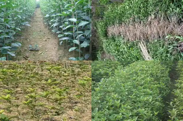 桂花乌龙茶上火还是败火1681353947781
