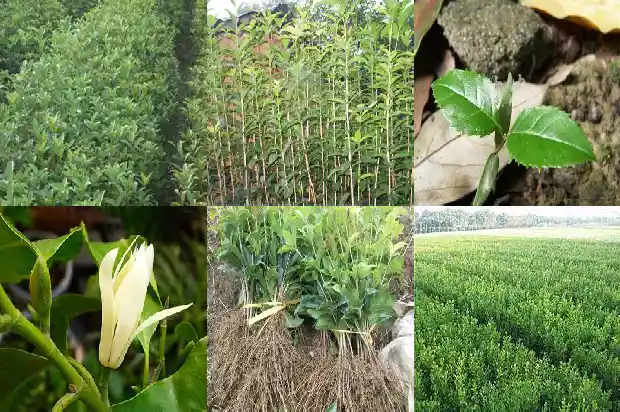 桂花乌龙茶上火还是败火1681353947877