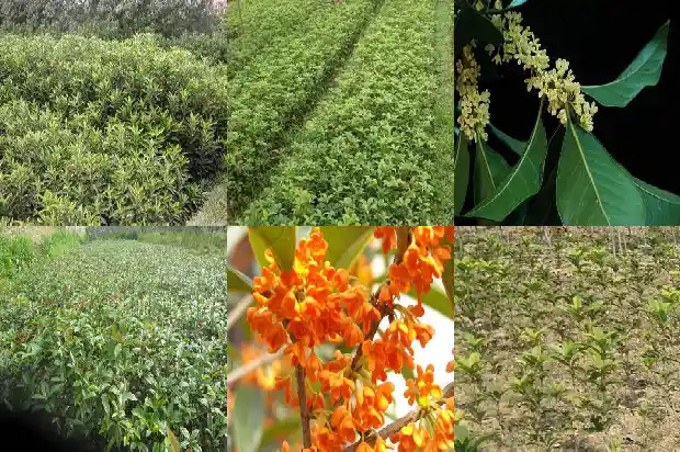 桂花乌龙茶上火还是败火1681353947924