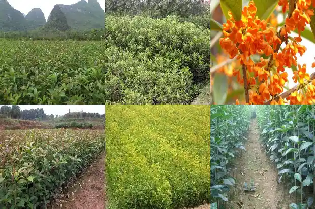 桂花的功效与作用是什么呢1689208412298