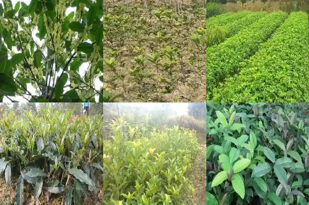 桂花乌龙茶能和陈皮一起泡吗1681353975786