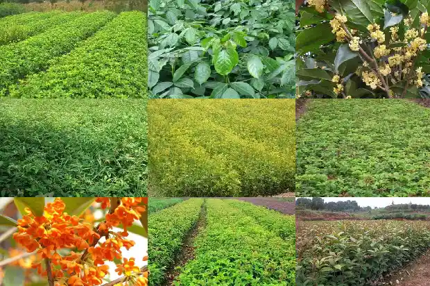 桂花乌龙茶能和陈皮一起泡吗1681353975834