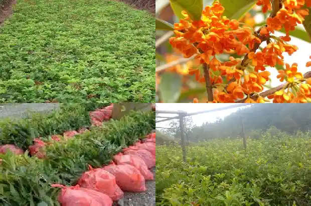 月经期间可以喝桂花乌龙茶吗1681354007030