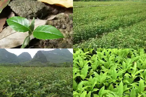 月经期间可以喝桂花乌龙茶吗1681354007078