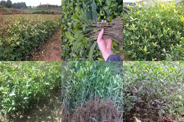 月经期间可以喝桂花乌龙茶吗1681354007126
