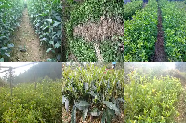来月经可以喝桂花乌龙茶吗?1681354037240