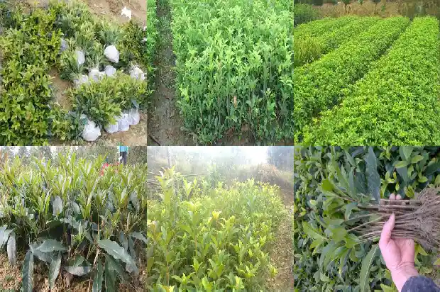 桂花乌龙茶怎么选1681354101297